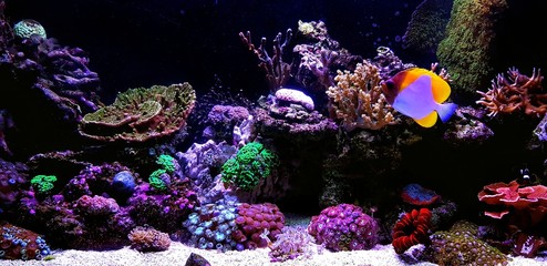 Plakat Dream Saltwater Coral Reef Aquarium