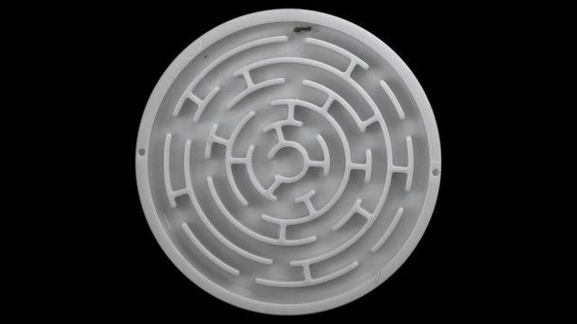 Lasius niger ant runs through the maze