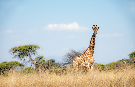 Picture of a giraffe in Ruaha national park, Tanzania.