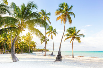 Fototapeta na wymiar Coconut palm trees an pristine bounty beach