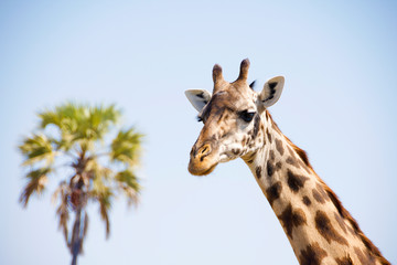 Picture of the head of a giraffe next to palm tree in Ruaha National park, Tanzania, Africa.