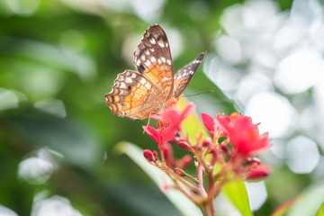 Orange and Brown butterfly with a red flower. 