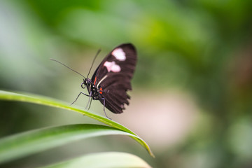 Detail shot of black, orange, and white butterfly sitting on top of leaves in the middle of the garden with a strong bokeh in the background. 