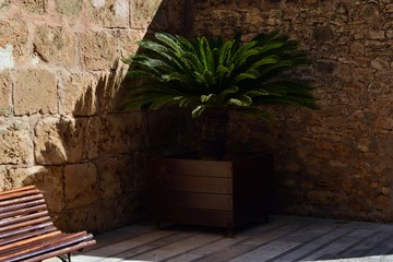Palm plant decorated old wall in Mallorca