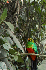 Bird in tree