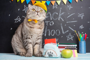 Funny cat schoolboy on the background of the board with school supplies. Back to school, college, university. Learning and mind