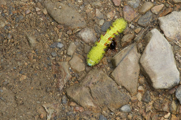 Caterpillar on rocks