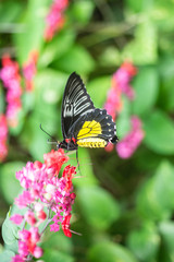 Fototapeta na wymiar Vertical image of black and yellow butterfly sitting on top of purple and red flowers that just bloomed. 