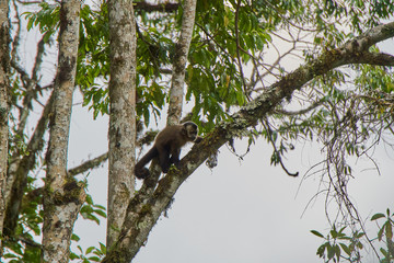 Monkey in tree