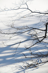 The shadows of leafless tree branches fall on the fresh snow covering a lake.