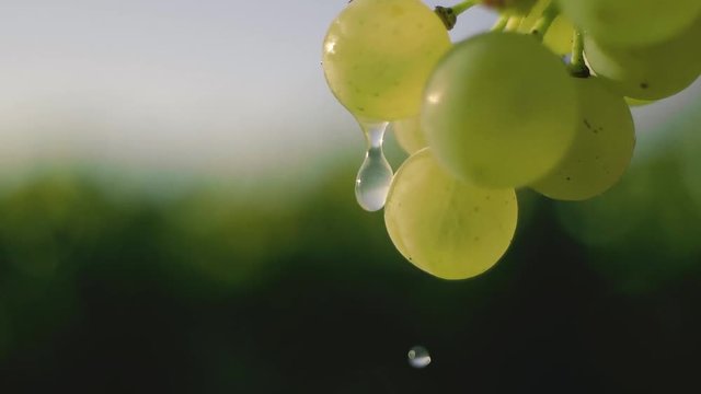 Water drops off fresh grapes ready for harvest in vineyard at local winery