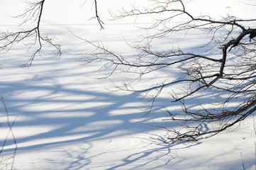 The shadows of leafless tree branches fall on the fresh snow covering a lake.