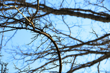 The spreading branches of leafless hibernating trees in winter against blue sky.