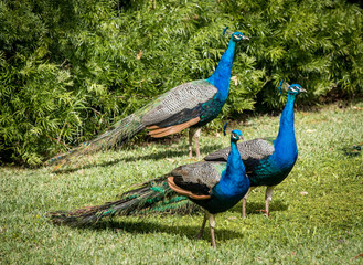 Obraz premium Peacocks menagerie in the front lawn