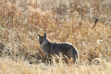 Coyote Yellowstone National Park Montana 