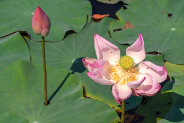 Pink lotus or waterlilly and leaf in the pond