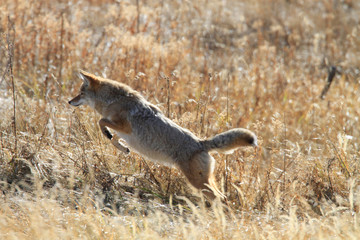 Coyote jumping Yellowstone National Park Montana 