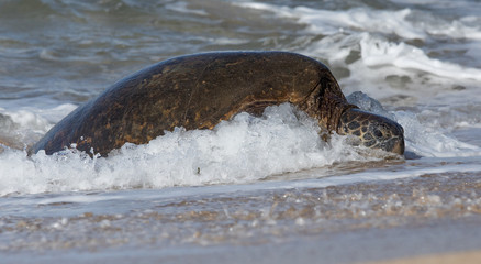 Fototapeta premium Turtles in Hawaii