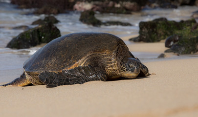 Turtles in Hawaii
