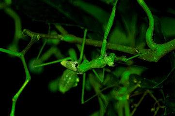 Mantis Religiosa macro