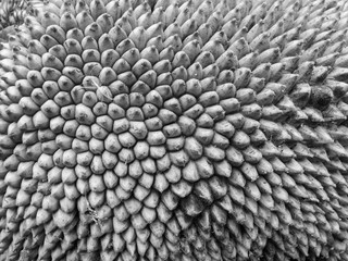Jack Fruit Surface Pattern, Natural  Background Photography