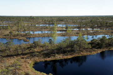 The Great Bog.Kemeri National Park.Latvia.