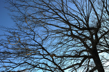 The spreading branches of leafless hibernating trees in winter against blue sky.
