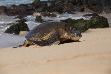 Turtles in Hawaii