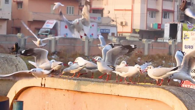 Beautiful seagulls or Slender-billed Gull birds having food on wall near a lake shore in Gujarat India