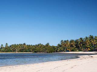 Tropical seashore with coconut palm trees