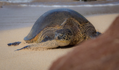 Turtles in Hawaii