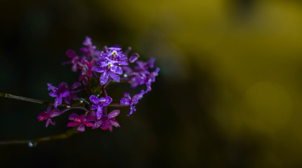 purple flowers on a background
