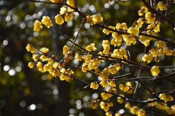 春の日差しに照らされて輝く満開のソシンロウバイ