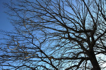 The spreading branches of leafless hibernating trees in winter against blue sky.
