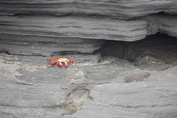Sally light crab on a rock