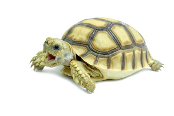 Turtle small isolated on a white background. File contains with clipping paths so it is easy to work.