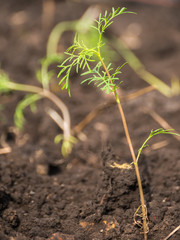 Young seedling of cosmos