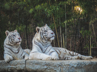 White Tigers looking away