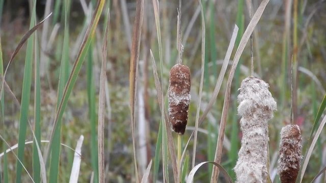 Close Up Of Bull Rush With Tall Grass In Marshland