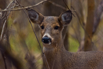 Young Deer in Woods