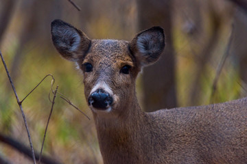 Young Deer in Woods