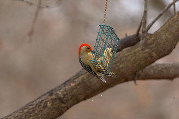 Red Headed Woodpecker at feeder