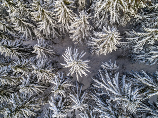 Drohne - Winter - Wald - Tannen - Bäume