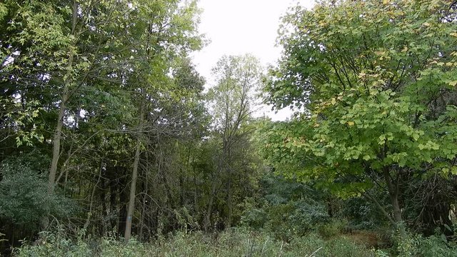 4K Lucious Green Forest With Leaves Blowing In The Wind