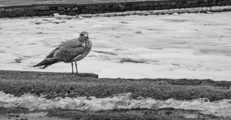seagull on the beach in winter with ice in background