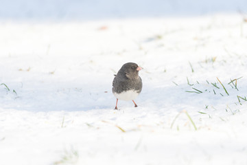 Dark Eyed Junco