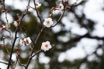 The Japanese plum blossoms brought spring scent
