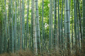Bamboo grove in Arashiyama, Kyoto Japan