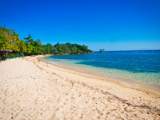 white sand beach with trees