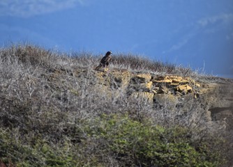 Galapagos hawk on the rocks